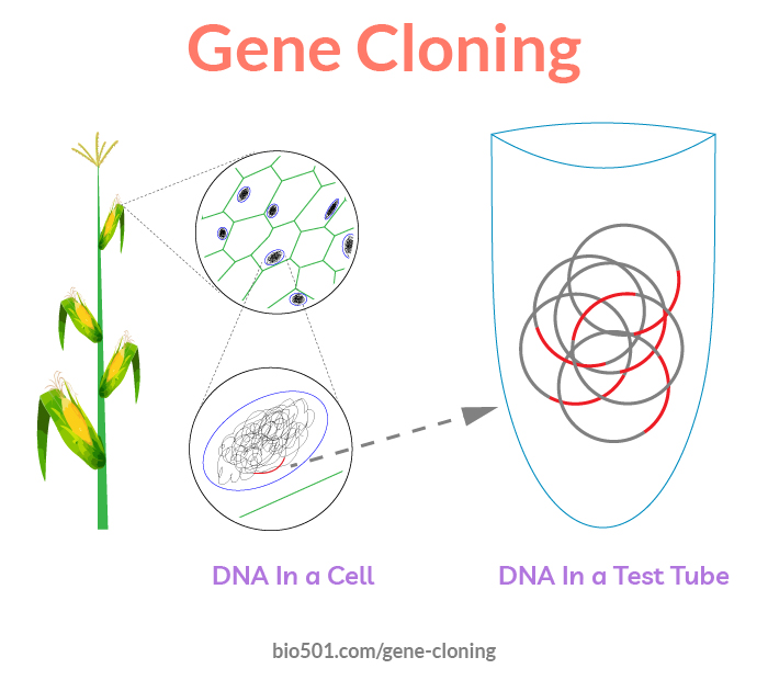 an overview of gene cloning