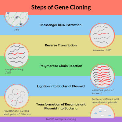 genetic cloning essay